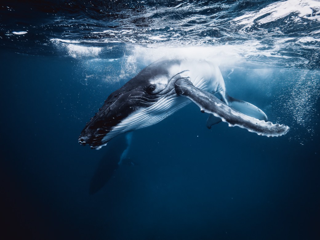 underwater-photographer-humpback-10
