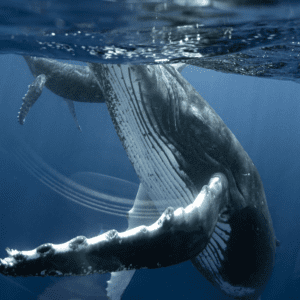Diving with Whales