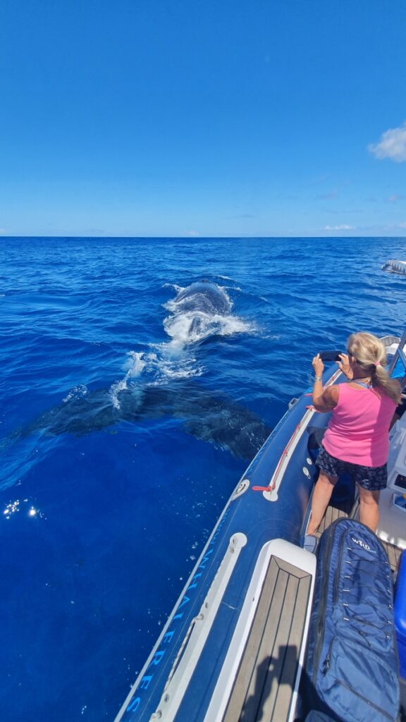 Humpback Whale Trip in Tonga