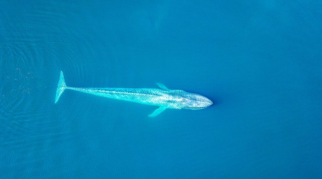 aerial shot of whale