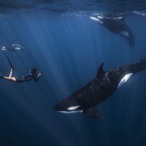 Freediving with Orcas, Baja, Mexico