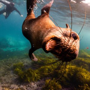 Seal Dive Narooma