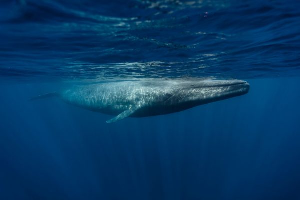 swim with blue whale