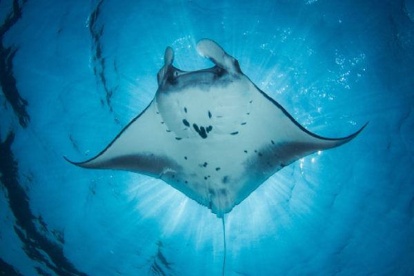 Beneath shot of a manta ray swimming overhead