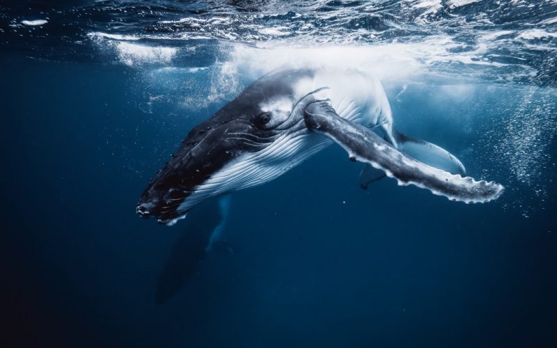 Underwater Photograph of whale